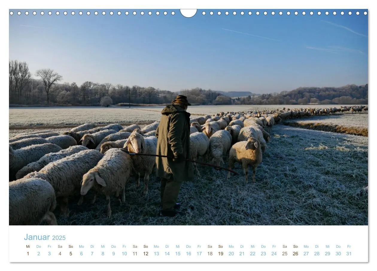 Bild: 9783435308033 | Mit Schafen durch das Jahr (Wandkalender 2025 DIN A3 quer),...