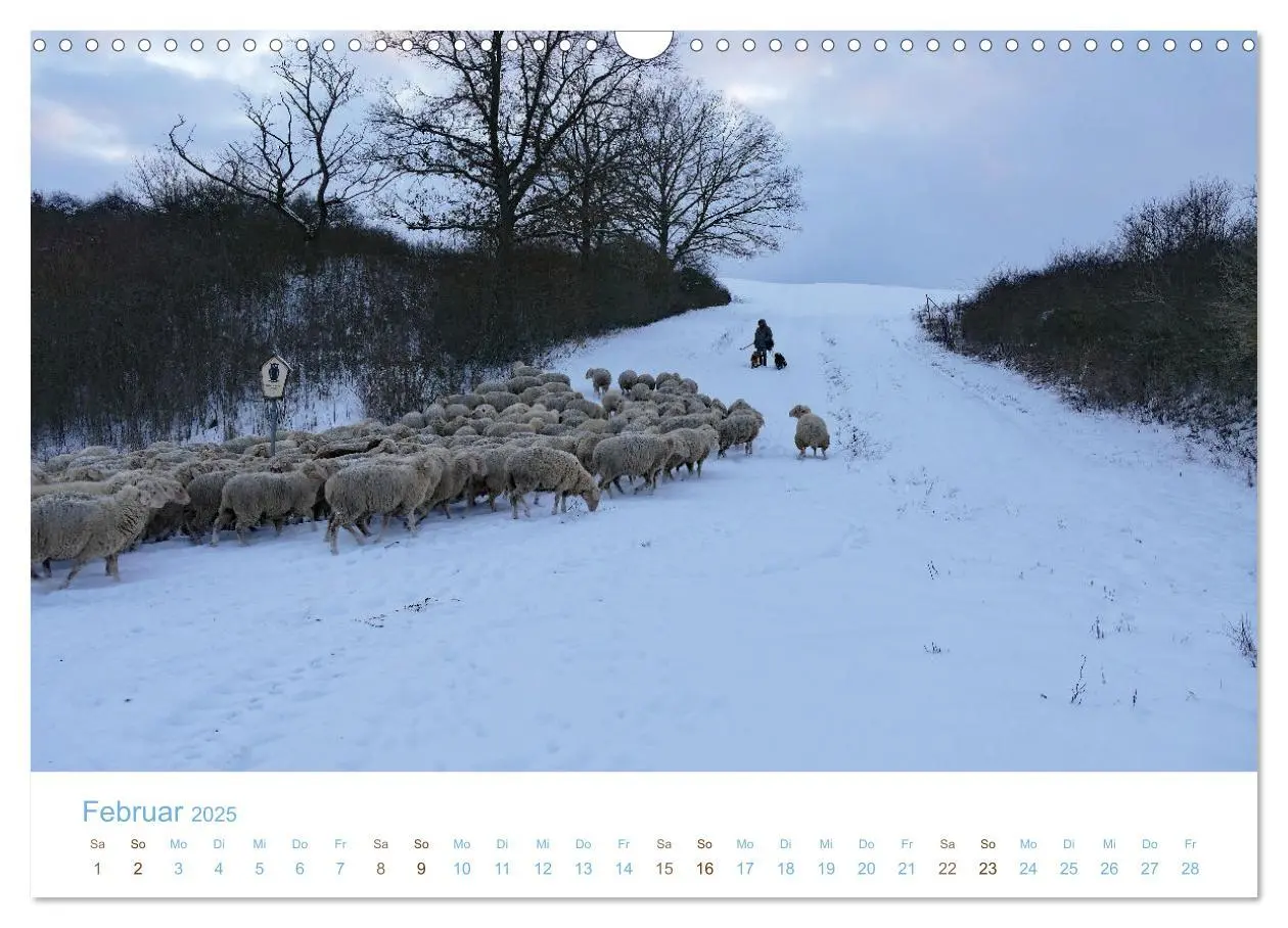 Bild: 9783435308033 | Mit Schafen durch das Jahr (Wandkalender 2025 DIN A3 quer),...