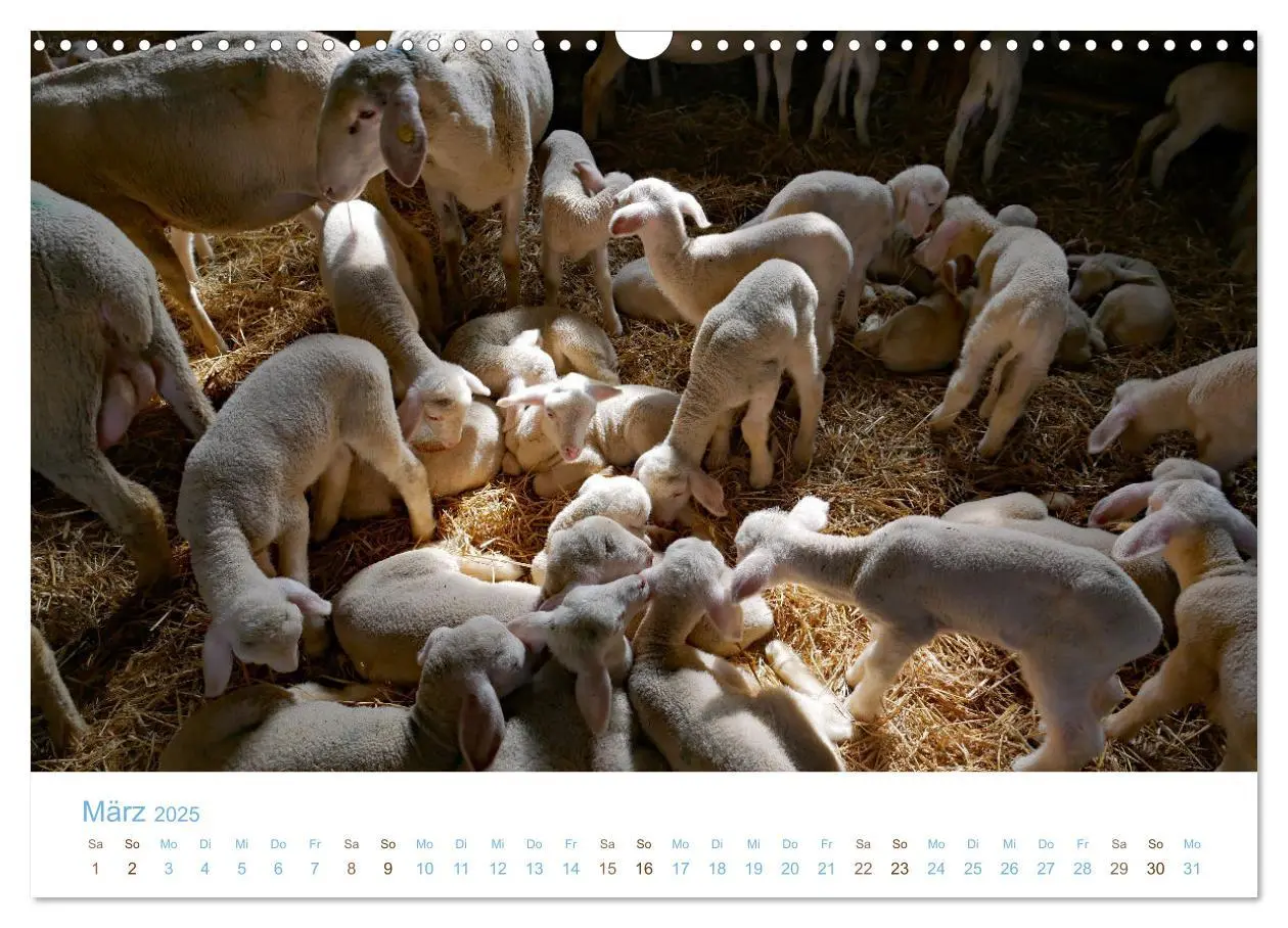 Bild: 9783435308033 | Mit Schafen durch das Jahr (Wandkalender 2025 DIN A3 quer),...