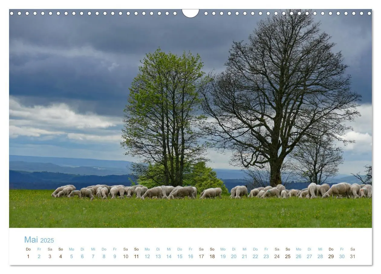 Bild: 9783435308033 | Mit Schafen durch das Jahr (Wandkalender 2025 DIN A3 quer),...
