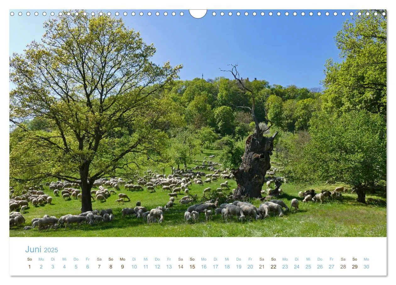 Bild: 9783435308033 | Mit Schafen durch das Jahr (Wandkalender 2025 DIN A3 quer),...