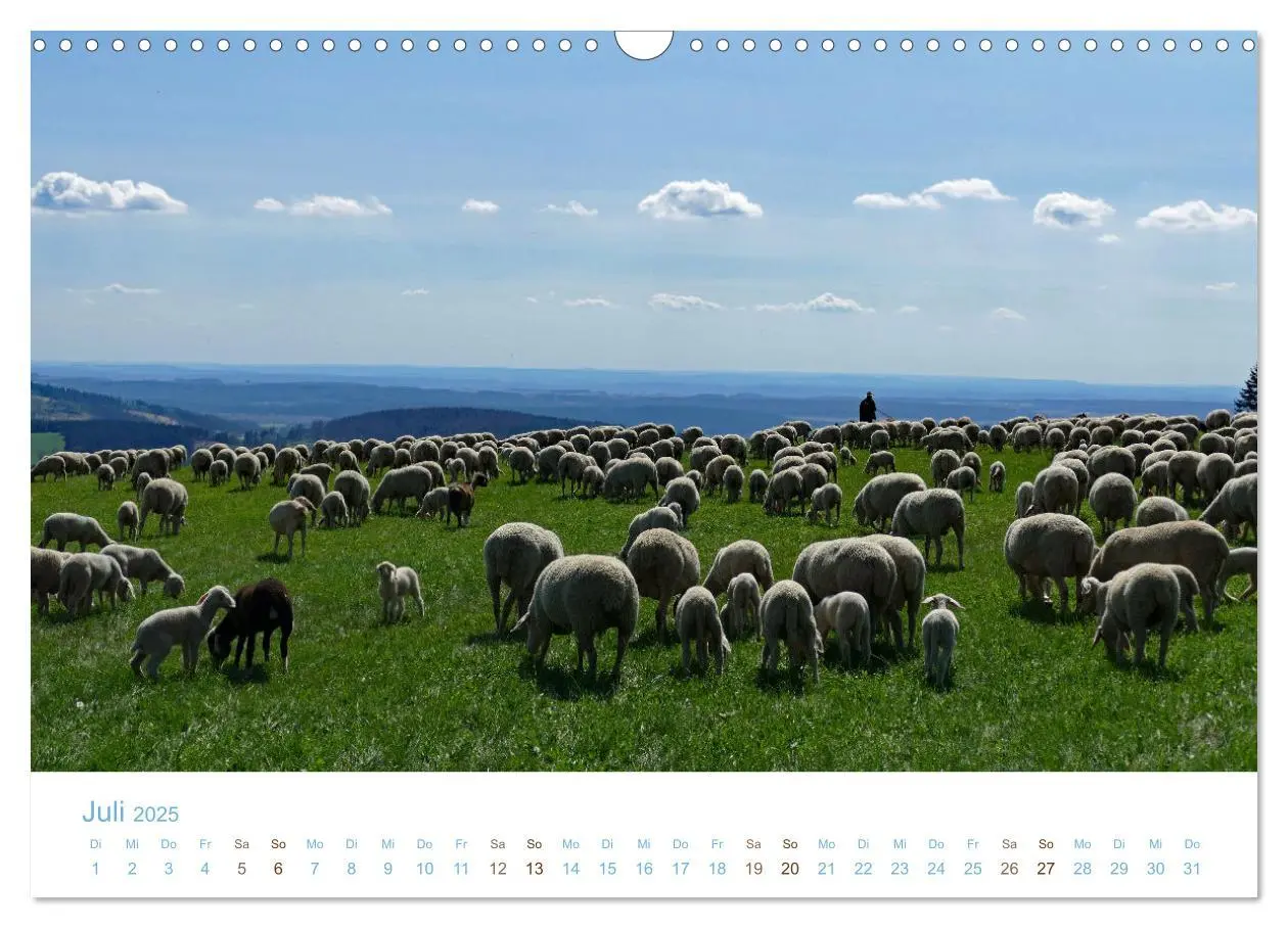Bild: 9783435308033 | Mit Schafen durch das Jahr (Wandkalender 2025 DIN A3 quer),...