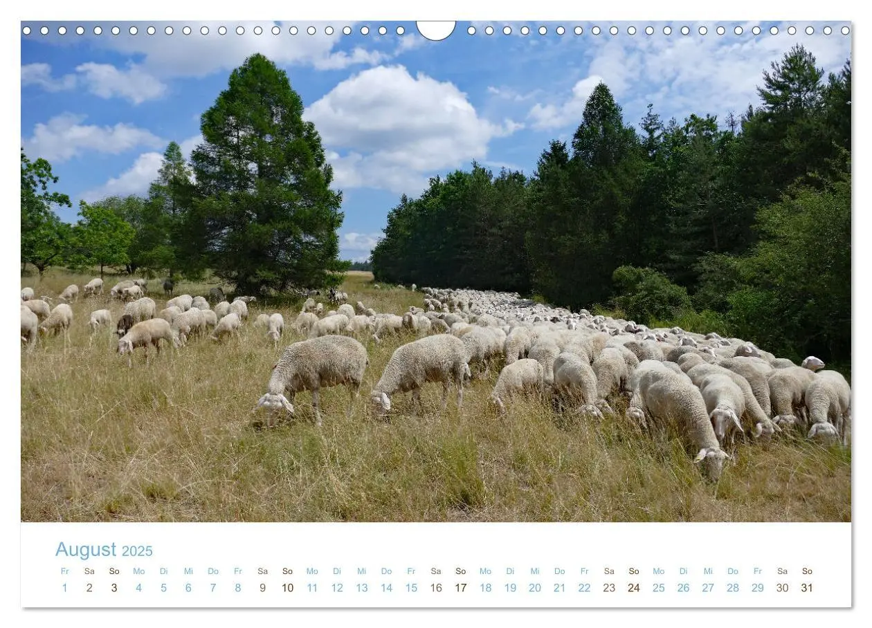 Bild: 9783435308033 | Mit Schafen durch das Jahr (Wandkalender 2025 DIN A3 quer),...