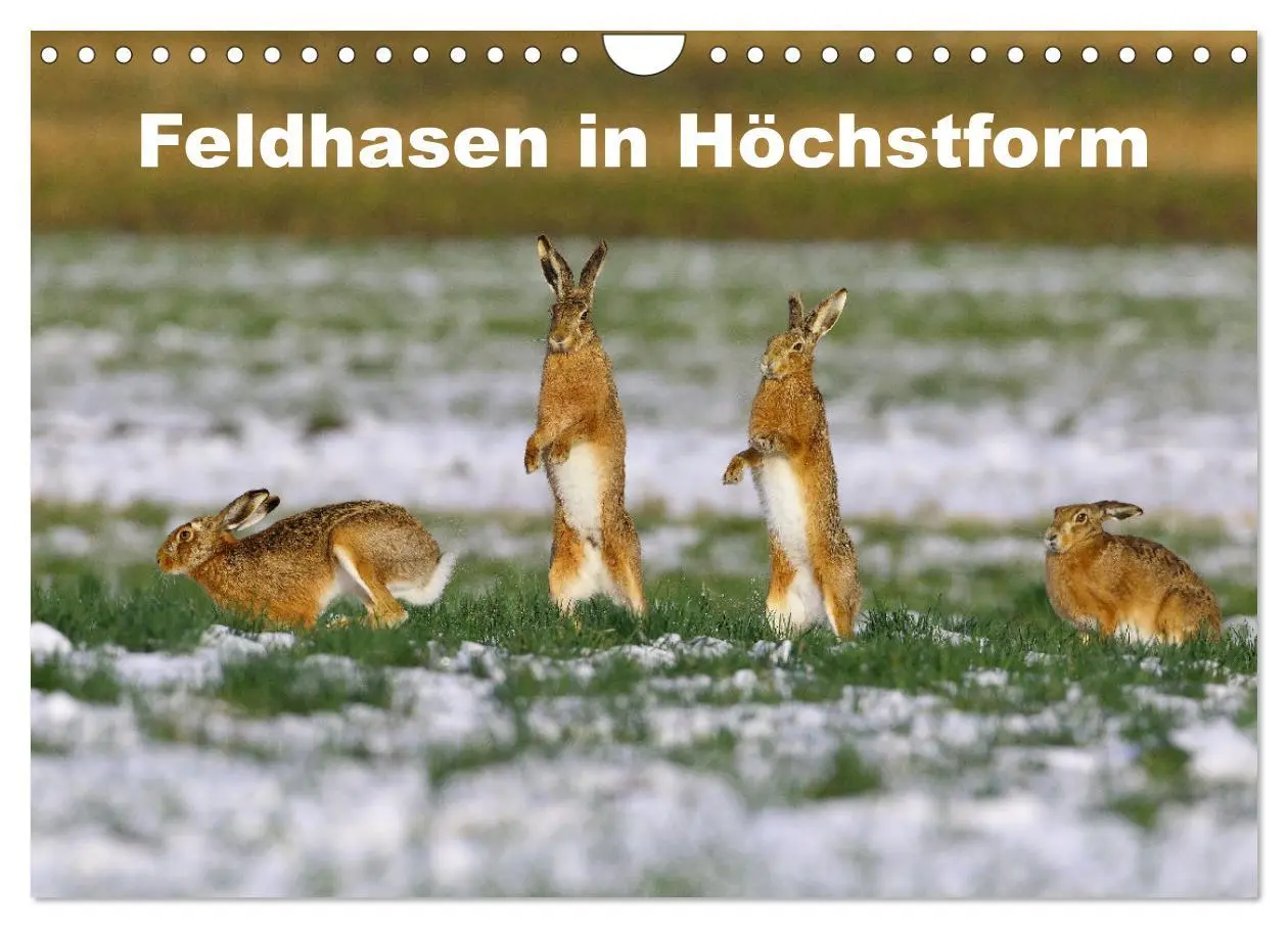 Cover: 9783457568033 | Feldhasen in Höchstform (Wandkalender 2026 DIN A4 quer), CALVENDO...