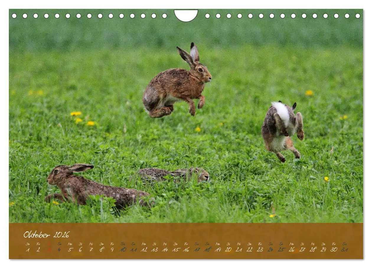 Bild: 9783457568033 | Feldhasen in Höchstform (Wandkalender 2026 DIN A4 quer), CALVENDO...