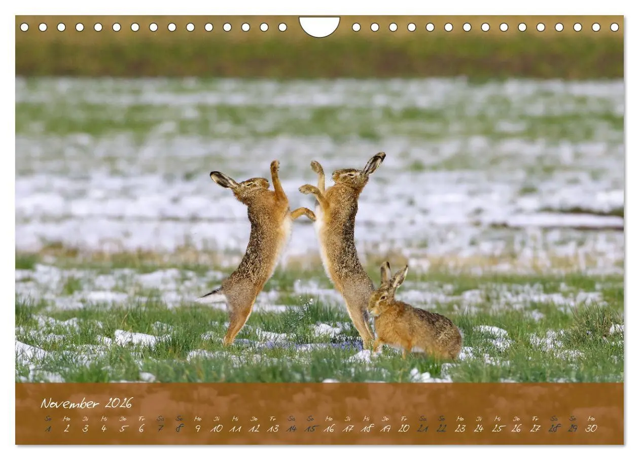 Bild: 9783457568033 | Feldhasen in Höchstform (Wandkalender 2026 DIN A4 quer), CALVENDO...