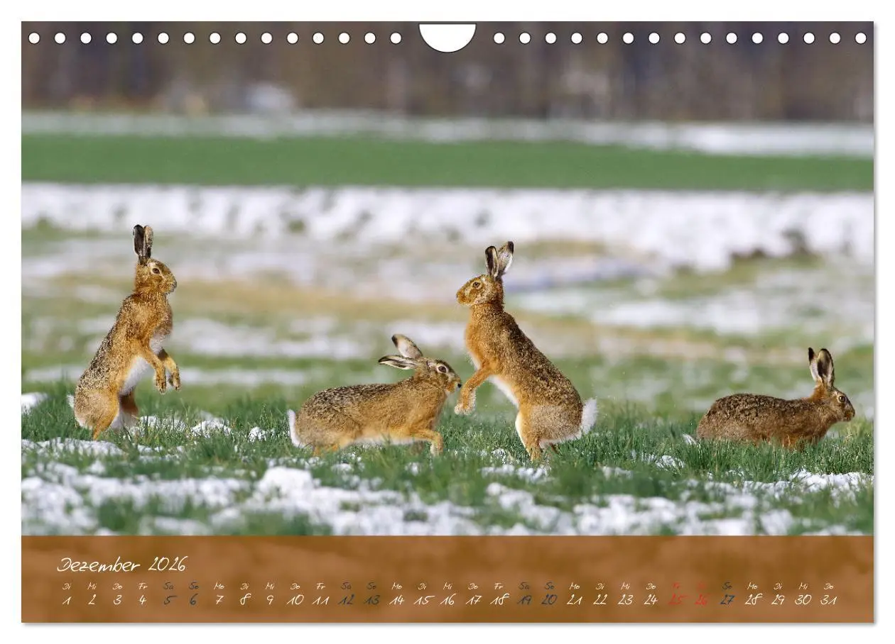 Bild: 9783457568033 | Feldhasen in Höchstform (Wandkalender 2026 DIN A4 quer), CALVENDO...