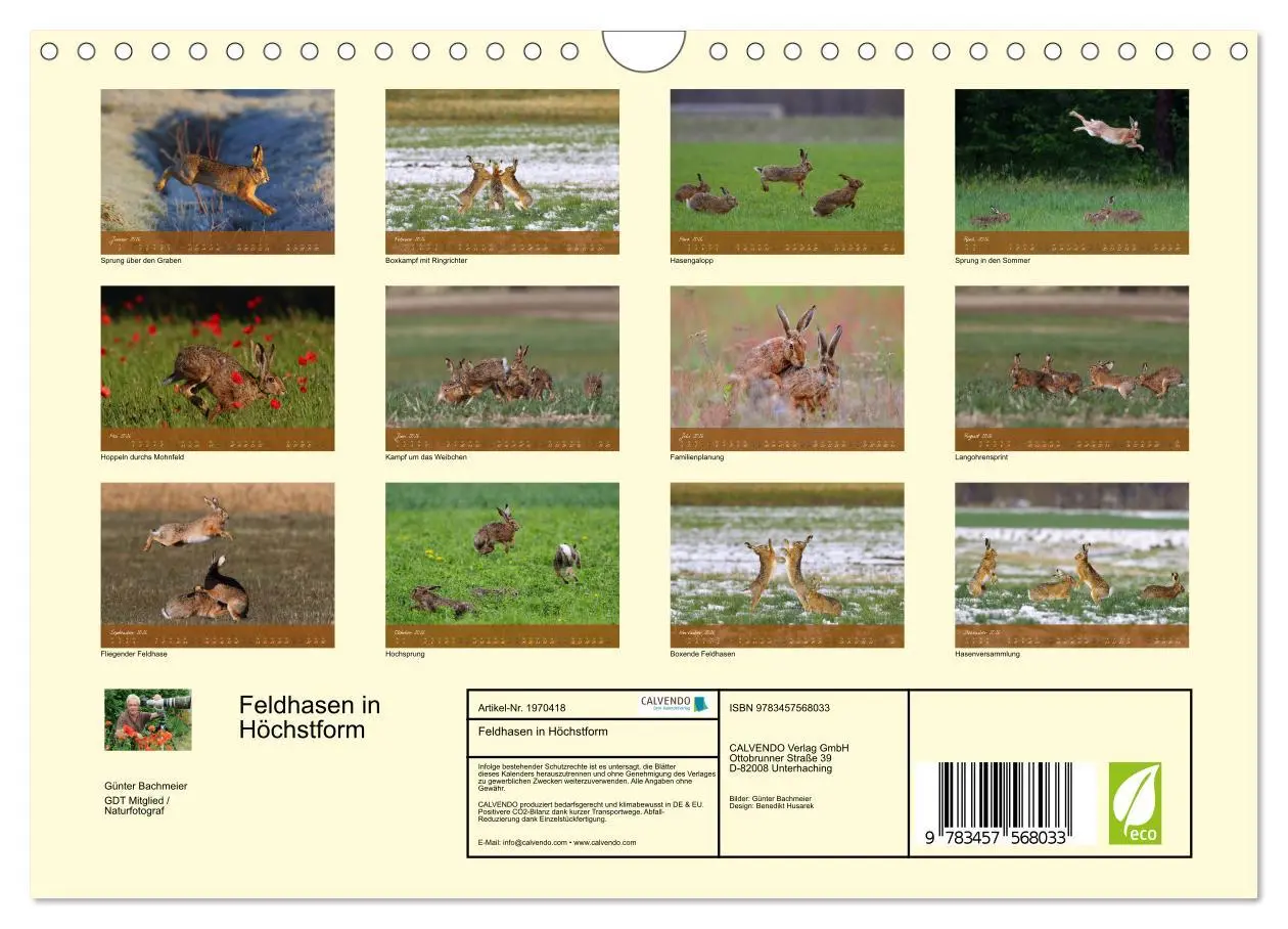 Bild: 9783457568033 | Feldhasen in Höchstform (Wandkalender 2026 DIN A4 quer), CALVENDO...