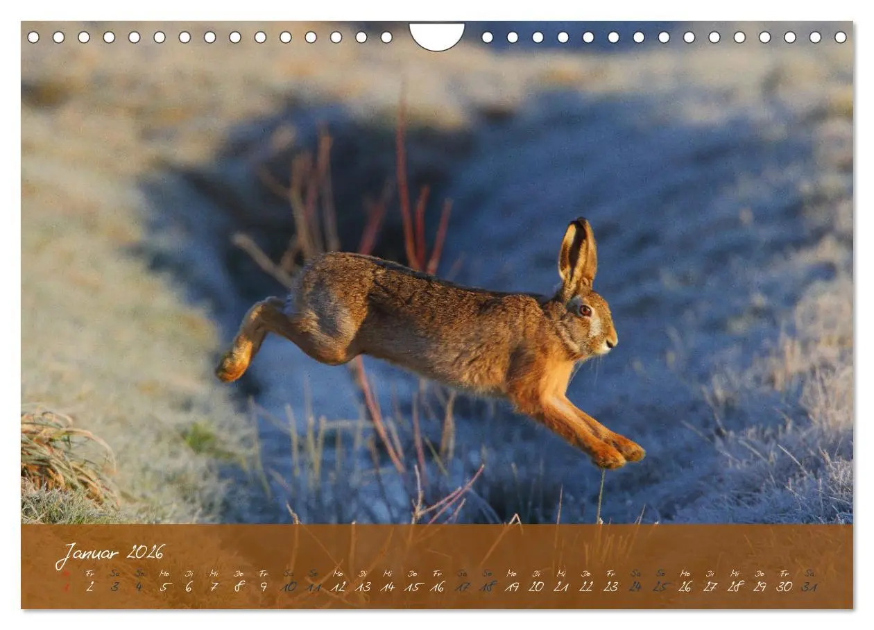 Bild: 9783457568033 | Feldhasen in Höchstform (Wandkalender 2026 DIN A4 quer), CALVENDO...