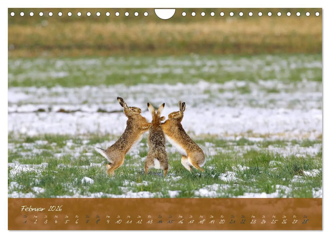 Bild: 9783457568033 | Feldhasen in Höchstform (Wandkalender 2026 DIN A4 quer), CALVENDO...