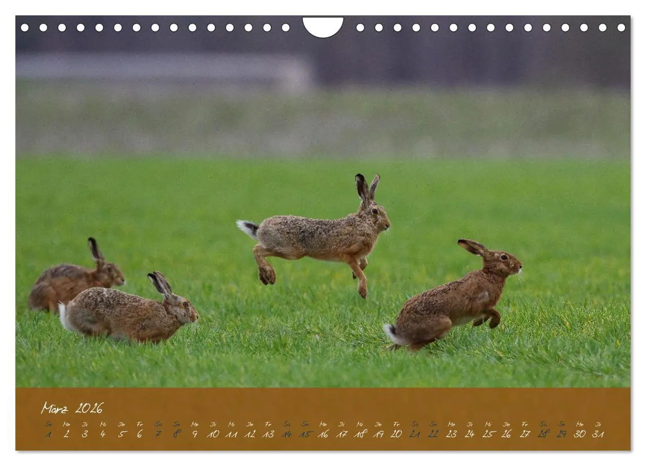 Bild: 9783457568033 | Feldhasen in Höchstform (Wandkalender 2026 DIN A4 quer), CALVENDO...
