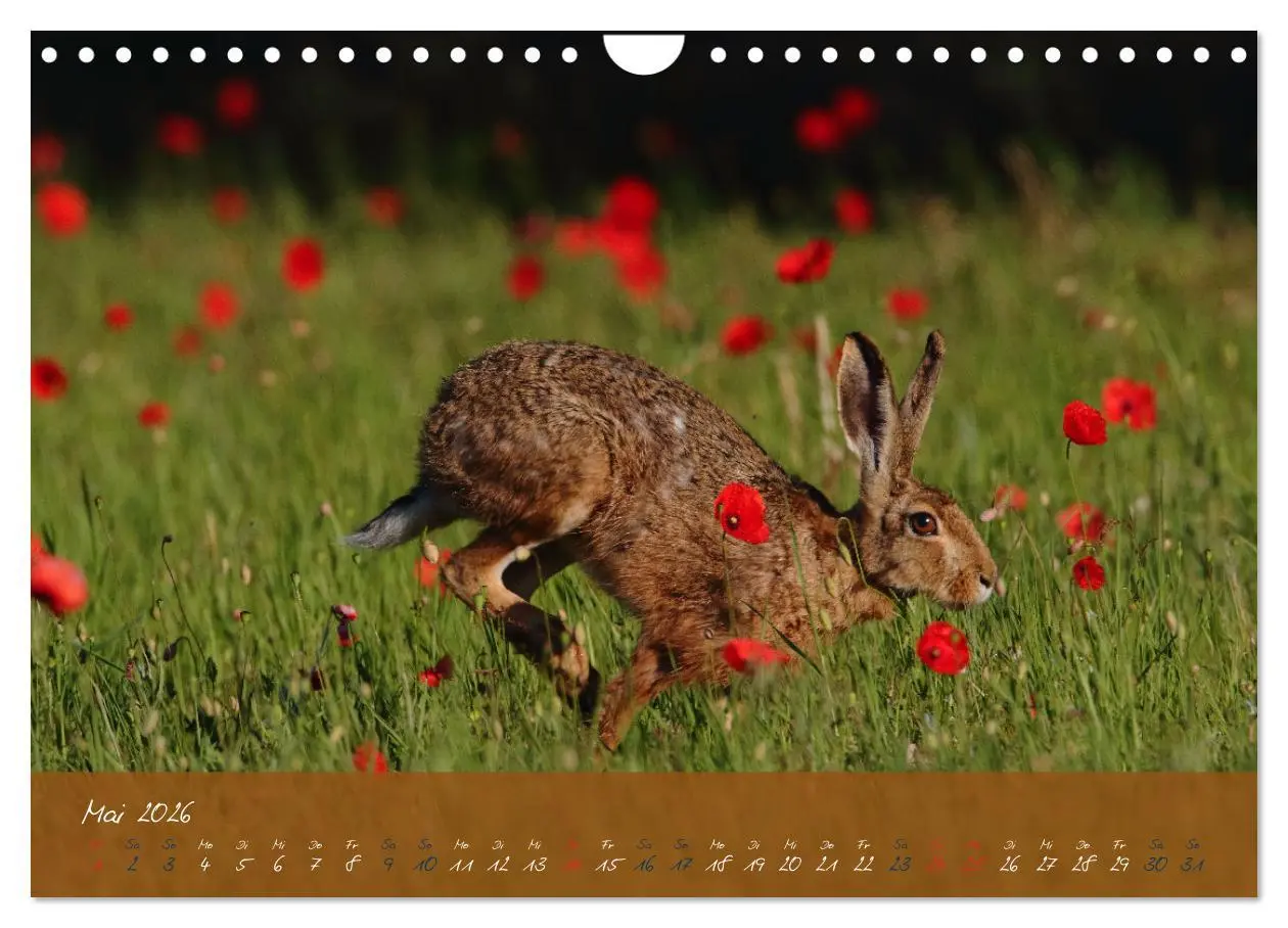 Bild: 9783457568033 | Feldhasen in Höchstform (Wandkalender 2026 DIN A4 quer), CALVENDO...