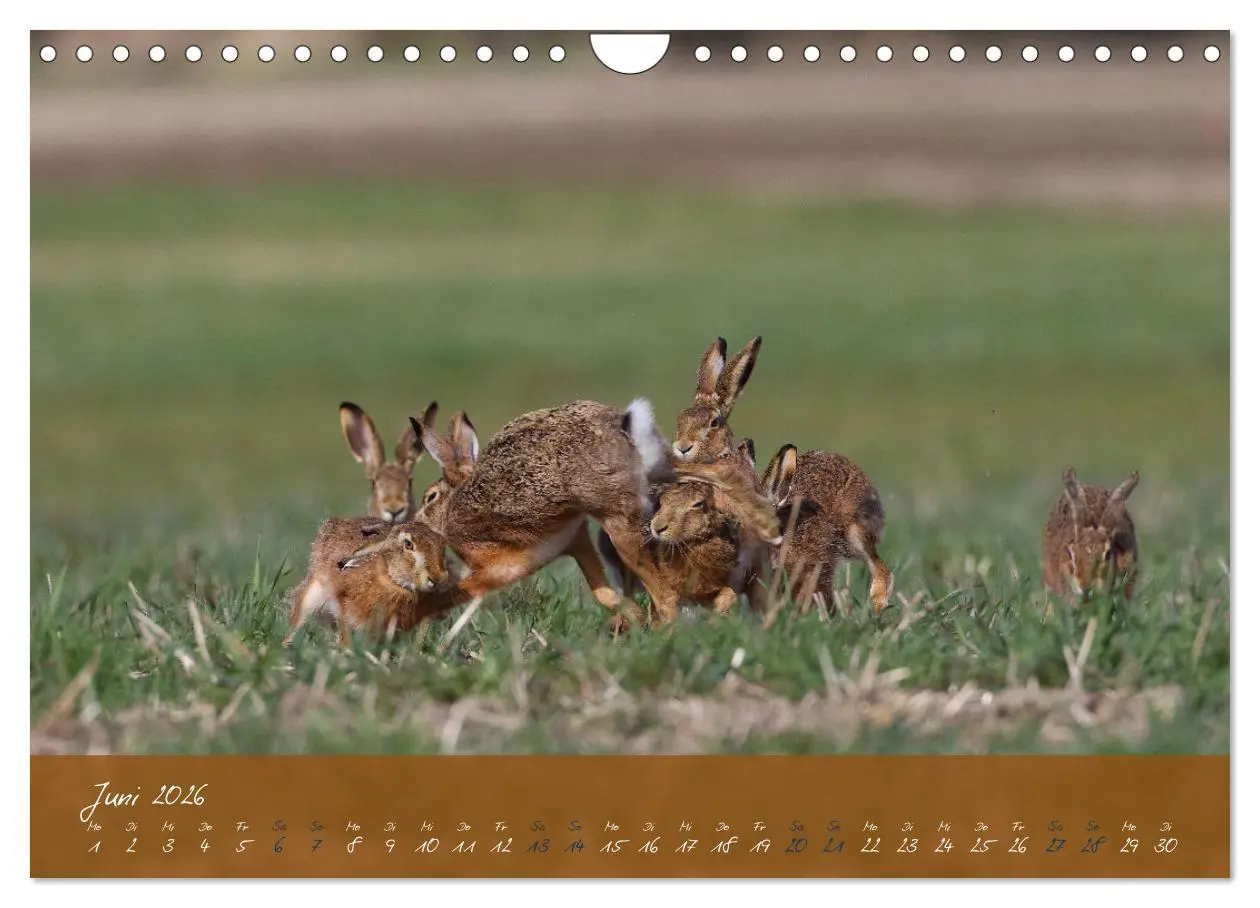 Bild: 9783457568033 | Feldhasen in Höchstform (Wandkalender 2026 DIN A4 quer), CALVENDO...