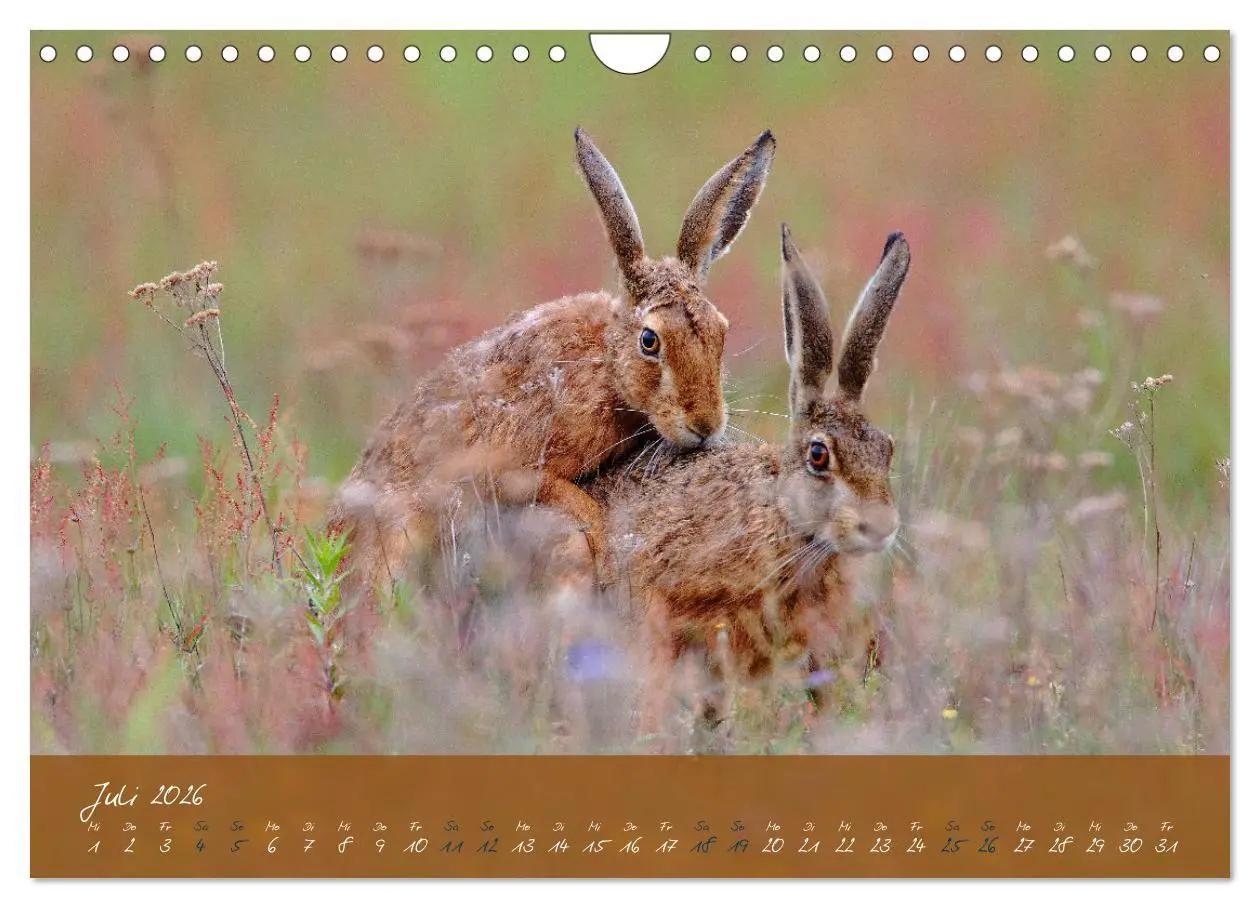 Bild: 9783457568033 | Feldhasen in Höchstform (Wandkalender 2026 DIN A4 quer), CALVENDO...