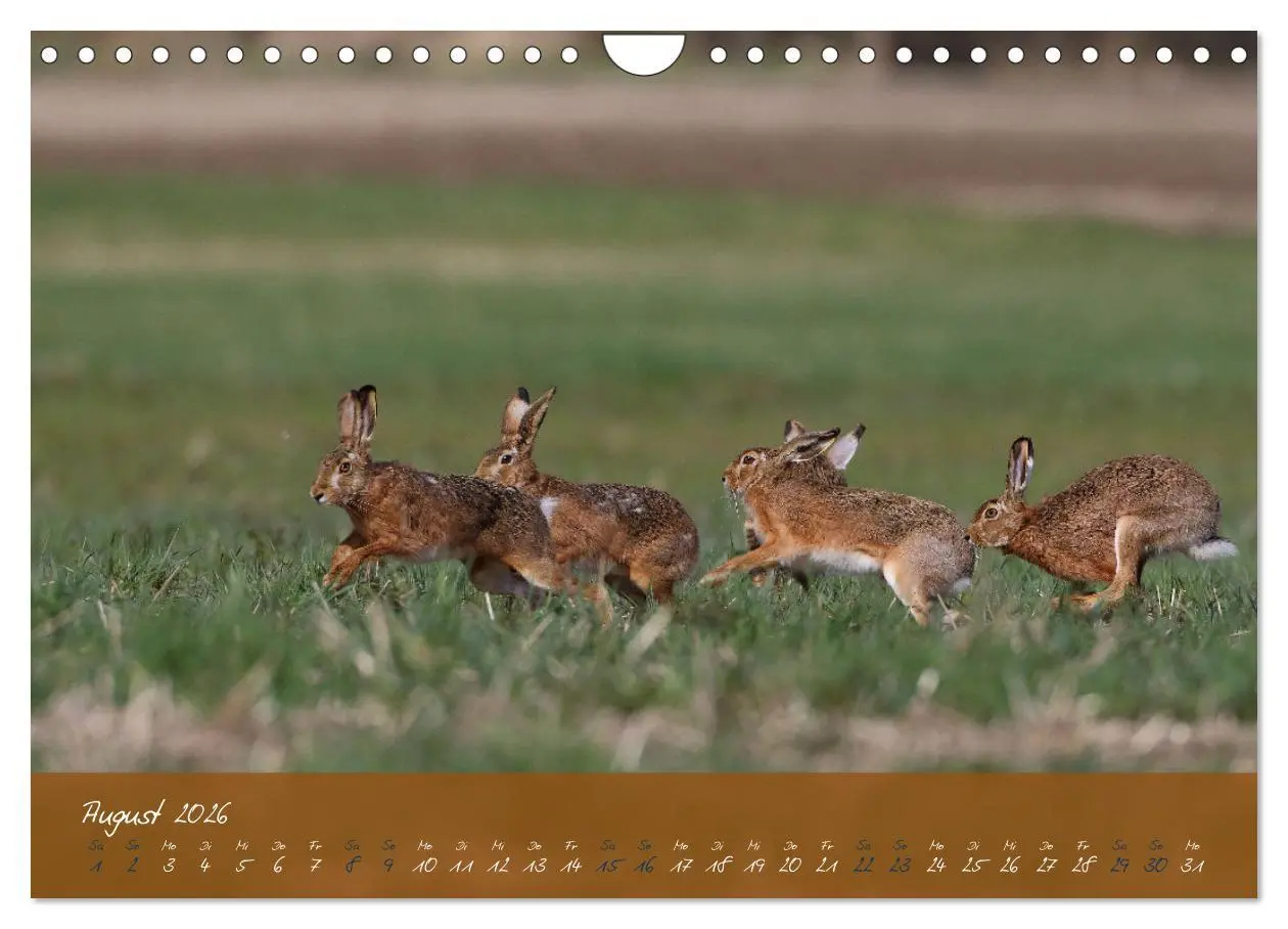 Bild: 9783457568033 | Feldhasen in Höchstform (Wandkalender 2026 DIN A4 quer), CALVENDO...