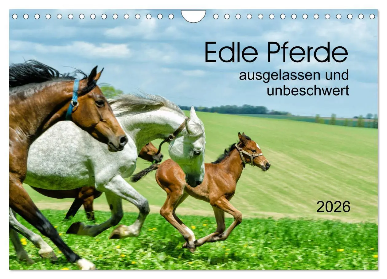 Cover: 9783457708033 | Edle Pferde - ausgelassen und unbeschwert (Wandkalender 2026 DIN A4...