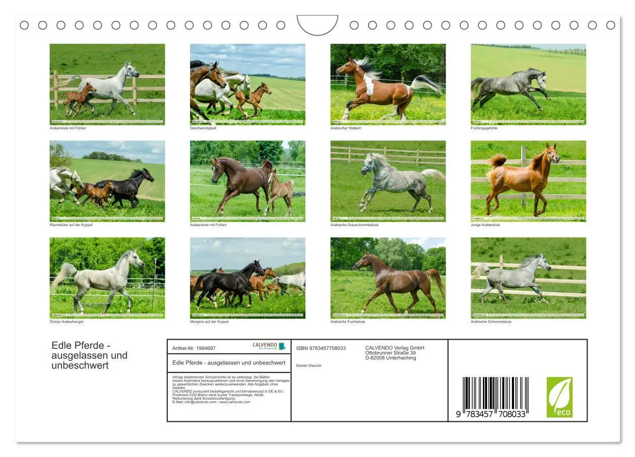 Bild: 9783457708033 | Edle Pferde - ausgelassen und unbeschwert (Wandkalender 2026 DIN A4...