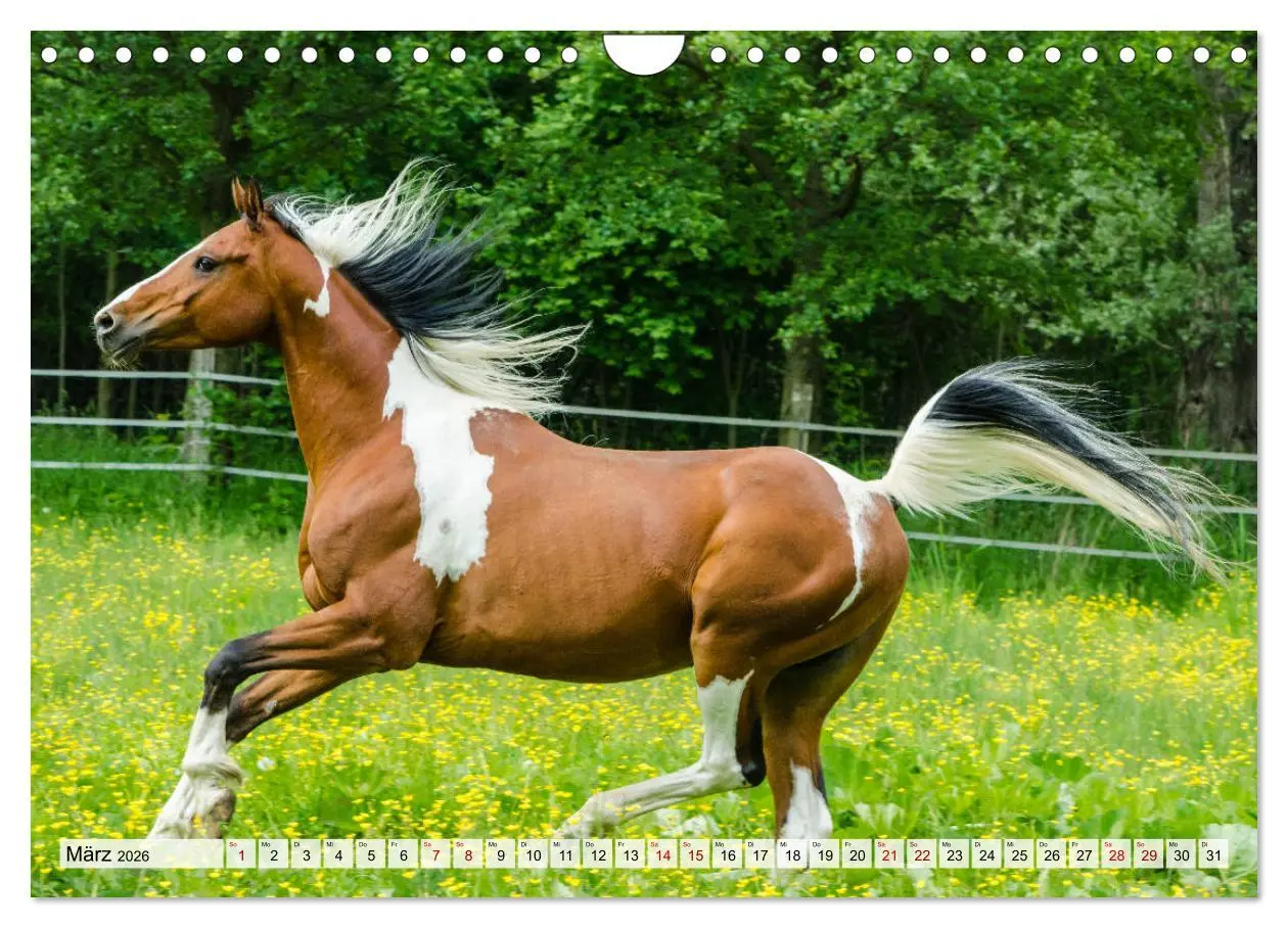 Bild: 9783457708033 | Edle Pferde - ausgelassen und unbeschwert (Wandkalender 2026 DIN A4...