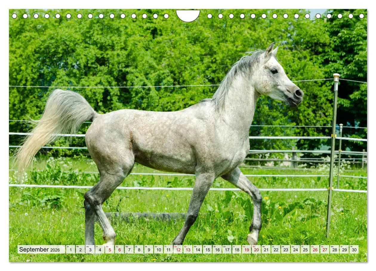 Bild: 9783457708033 | Edle Pferde - ausgelassen und unbeschwert (Wandkalender 2026 DIN A4...