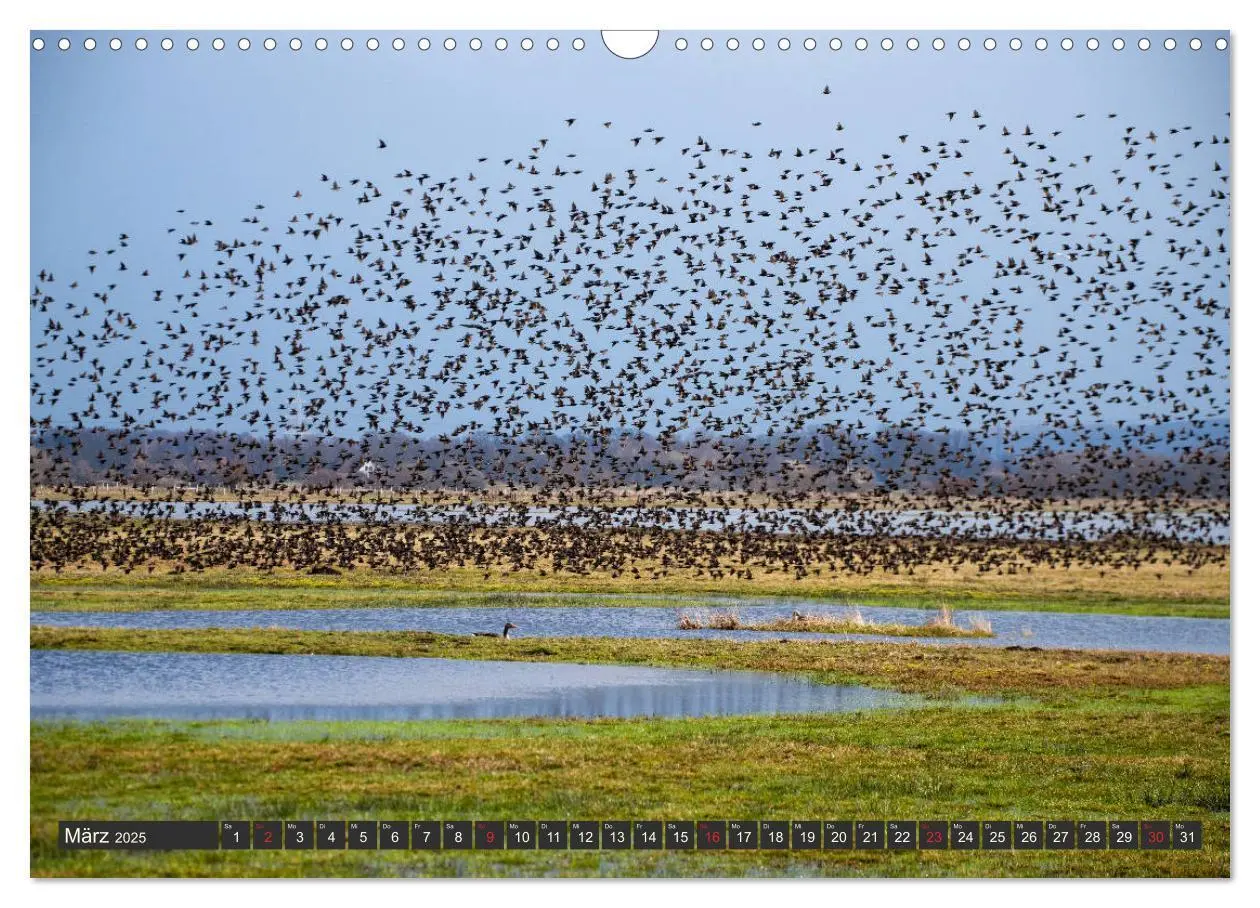 Bild: 9783435158133 | Leben am Naturpark um den Dümmer See (Wandkalender 2025 DIN A3...