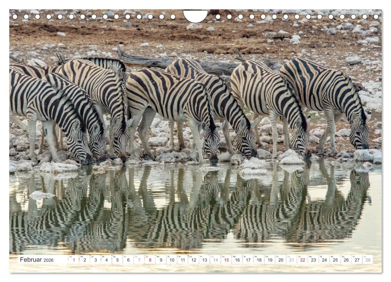 Bild: 9783457248133 | Afrika - Namibia (Wandkalender 2026 DIN A4 quer), CALVENDO...