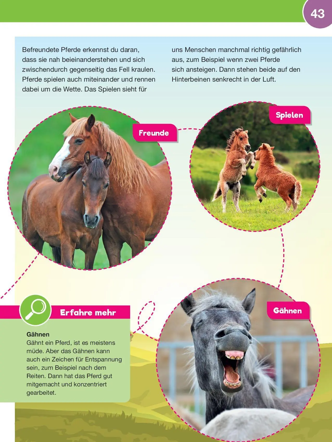 Bild: 9783867408233 | Leselauscher Wissen: Pferde und Ponys (inkl. CD &amp; Stickerbogen) | Buch