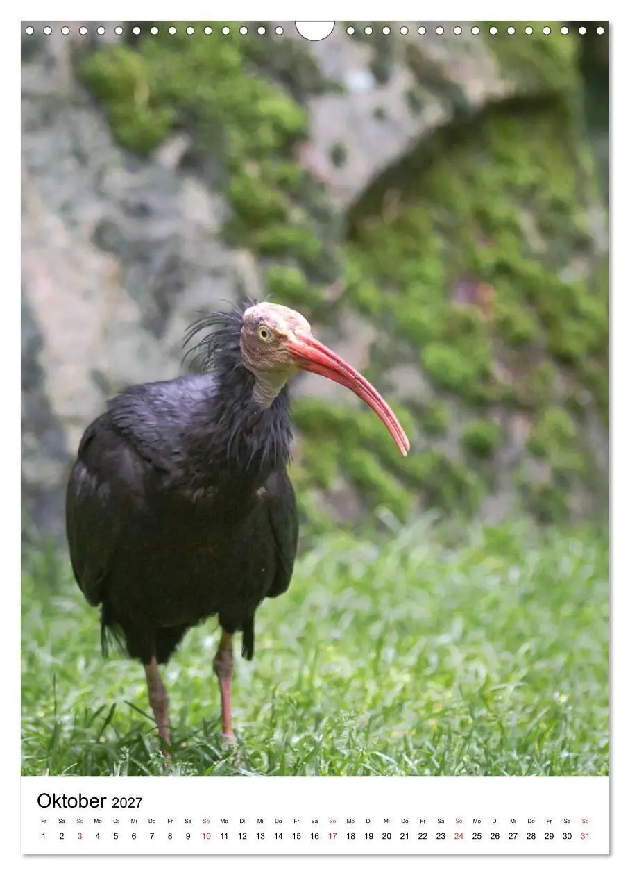 Bild: 9783569578333 | Der Waldrapp - Der etwas andere Vogel (Wandkalender 2027 DIN A3...