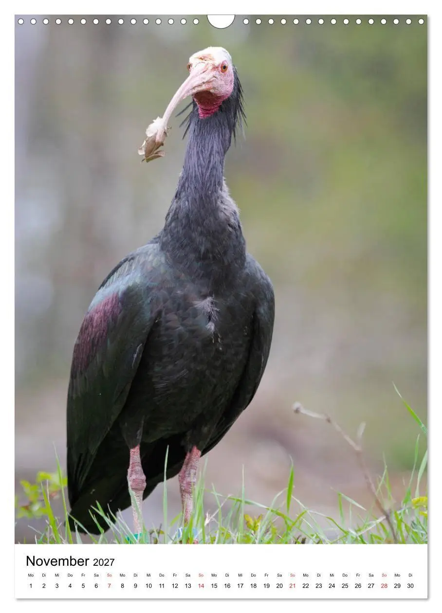 Bild: 9783569578333 | Der Waldrapp - Der etwas andere Vogel (Wandkalender 2027 DIN A3...