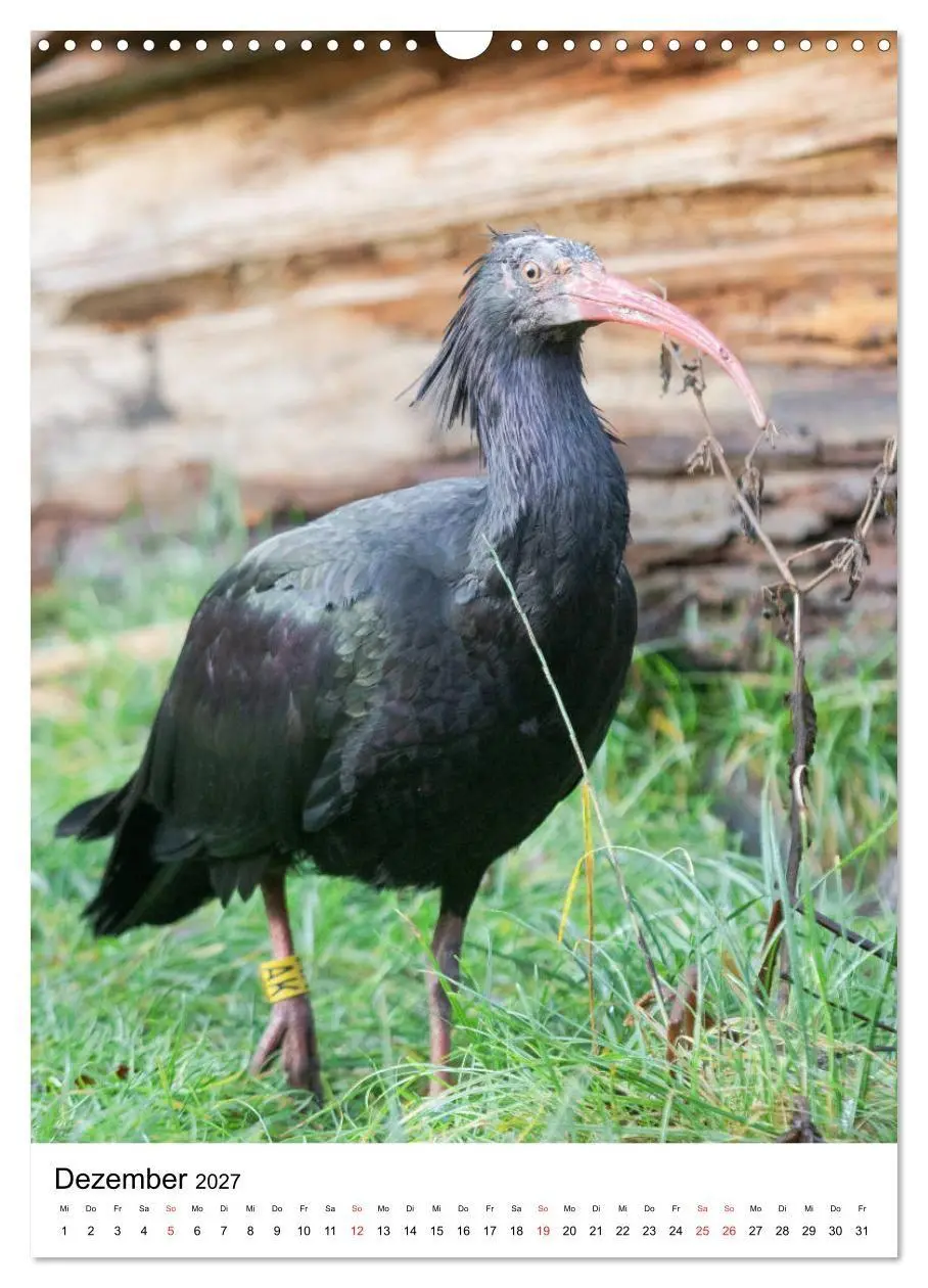 Bild: 9783569578333 | Der Waldrapp - Der etwas andere Vogel (Wandkalender 2027 DIN A3...