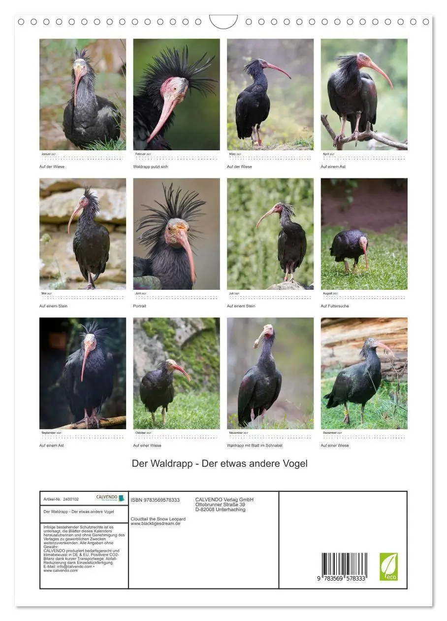 Bild: 9783569578333 | Der Waldrapp - Der etwas andere Vogel (Wandkalender 2027 DIN A3...