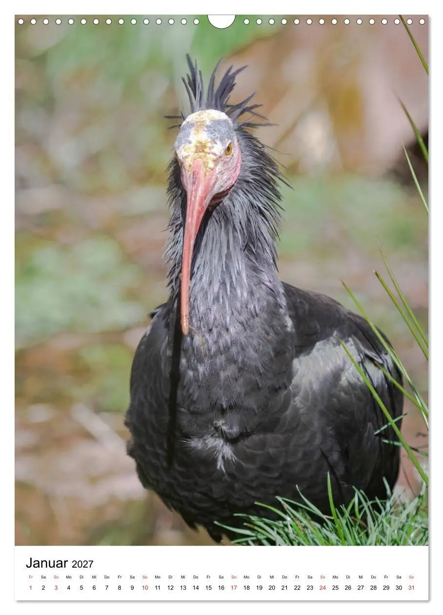 Bild: 9783569578333 | Der Waldrapp - Der etwas andere Vogel (Wandkalender 2027 DIN A3...
