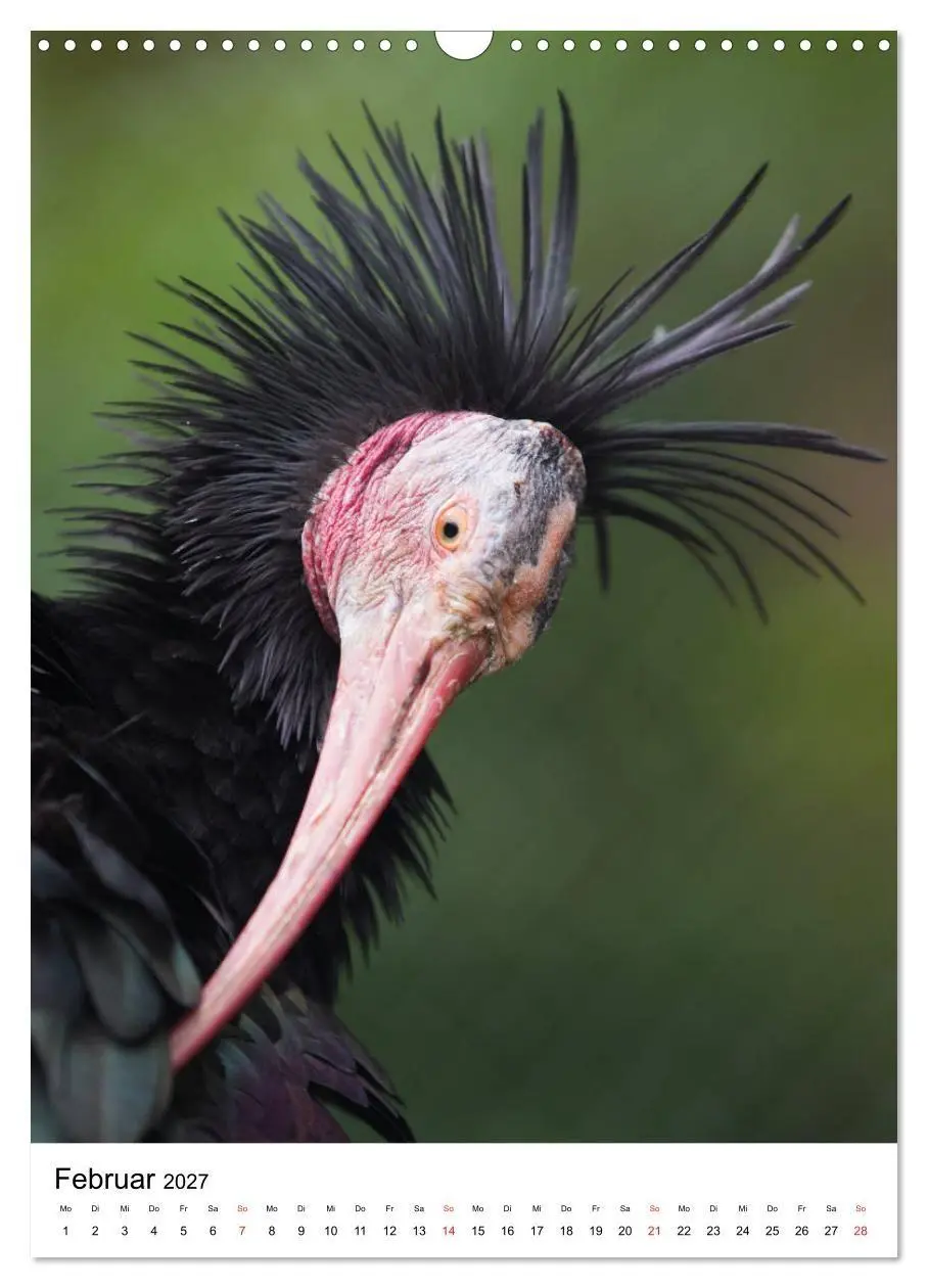 Bild: 9783569578333 | Der Waldrapp - Der etwas andere Vogel (Wandkalender 2027 DIN A3...