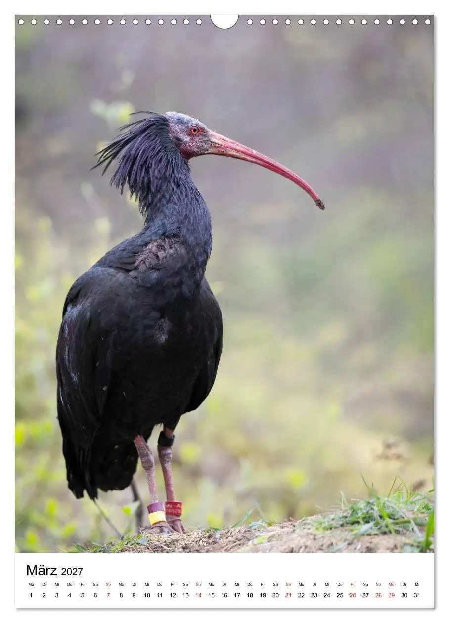Bild: 9783569578333 | Der Waldrapp - Der etwas andere Vogel (Wandkalender 2027 DIN A3...