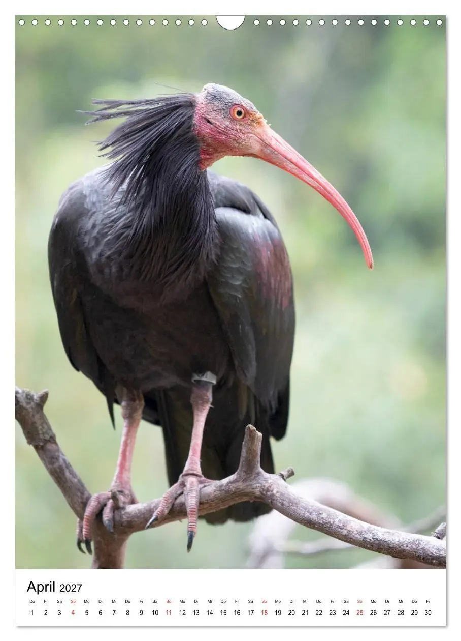 Bild: 9783569578333 | Der Waldrapp - Der etwas andere Vogel (Wandkalender 2027 DIN A3...