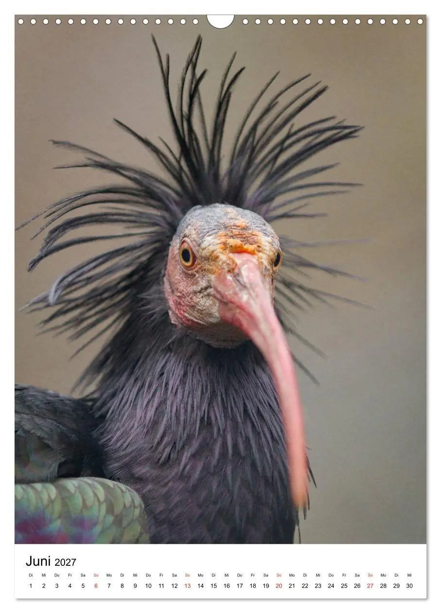Bild: 9783569578333 | Der Waldrapp - Der etwas andere Vogel (Wandkalender 2027 DIN A3...