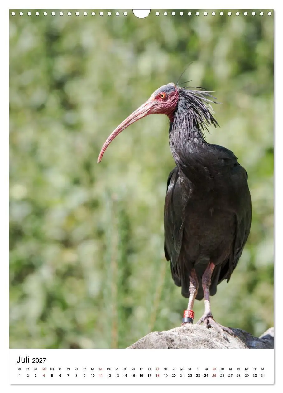 Bild: 9783569578333 | Der Waldrapp - Der etwas andere Vogel (Wandkalender 2027 DIN A3...