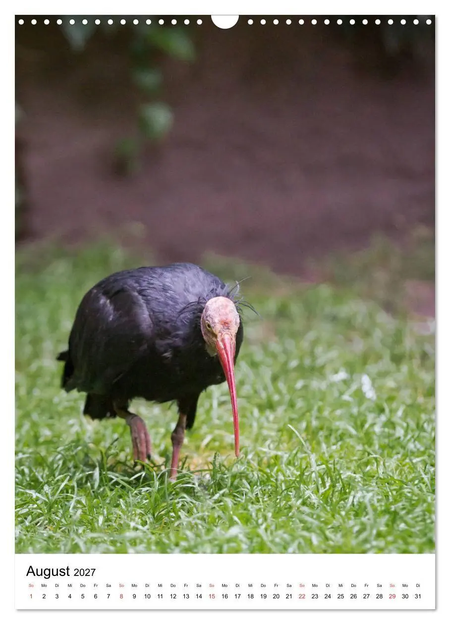 Bild: 9783569578333 | Der Waldrapp - Der etwas andere Vogel (Wandkalender 2027 DIN A3...