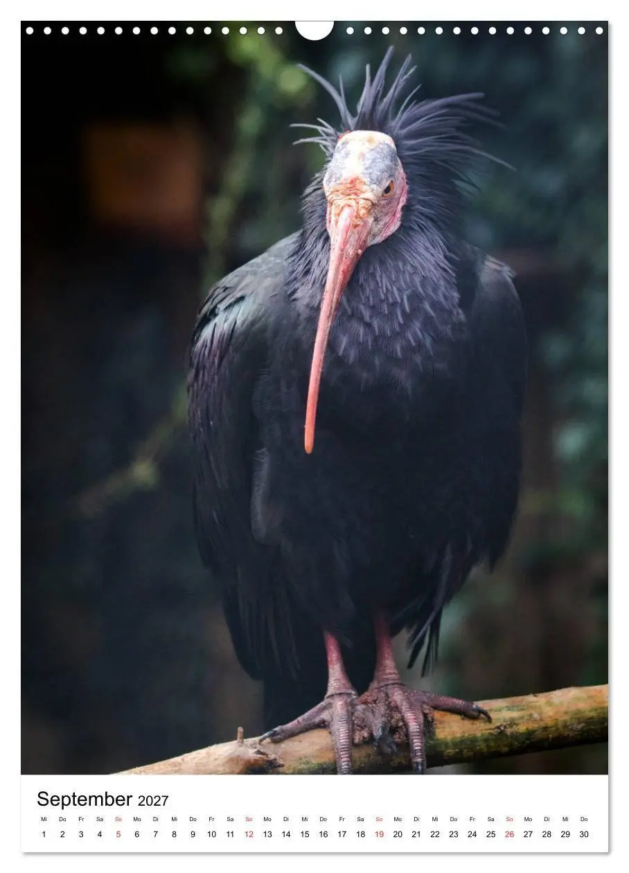 Bild: 9783569578333 | Der Waldrapp - Der etwas andere Vogel (Wandkalender 2027 DIN A3...
