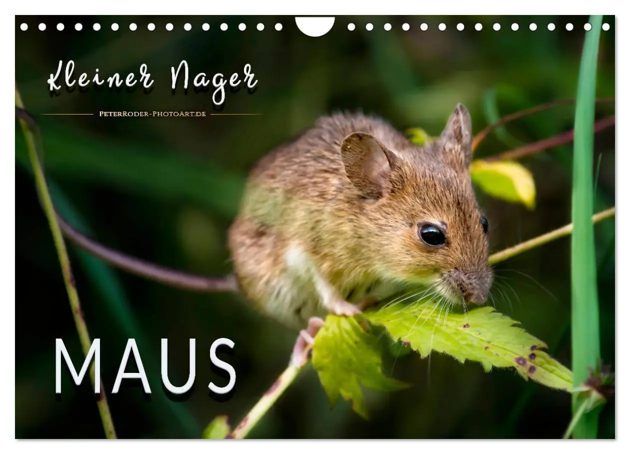 Cover: 9783457838433 | Kleiner Nager - Maus (Wandkalender 2026 DIN A4 quer), CALVENDO...