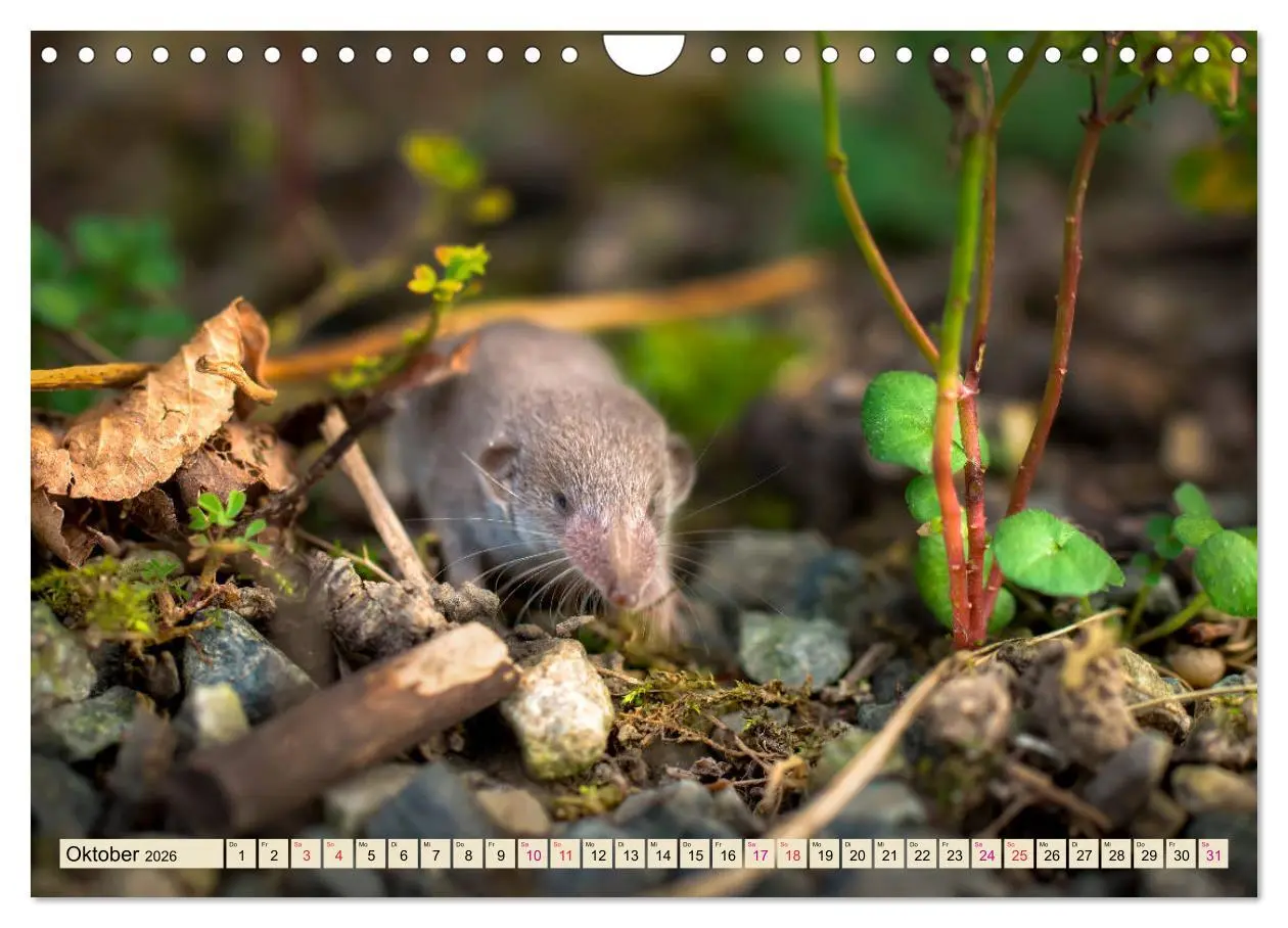 Bild: 9783457838433 | Kleiner Nager - Maus (Wandkalender 2026 DIN A4 quer), CALVENDO...