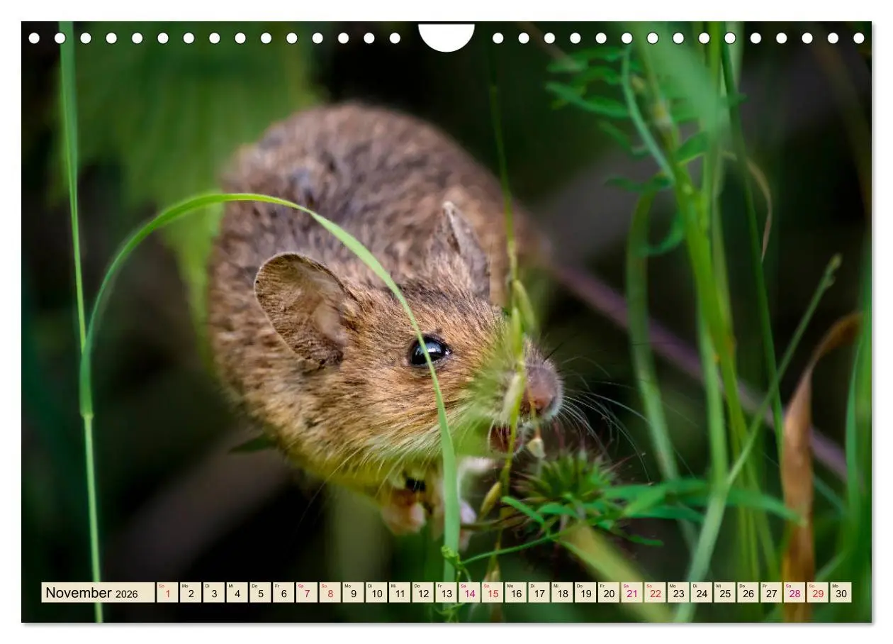 Bild: 9783457838433 | Kleiner Nager - Maus (Wandkalender 2026 DIN A4 quer), CALVENDO...