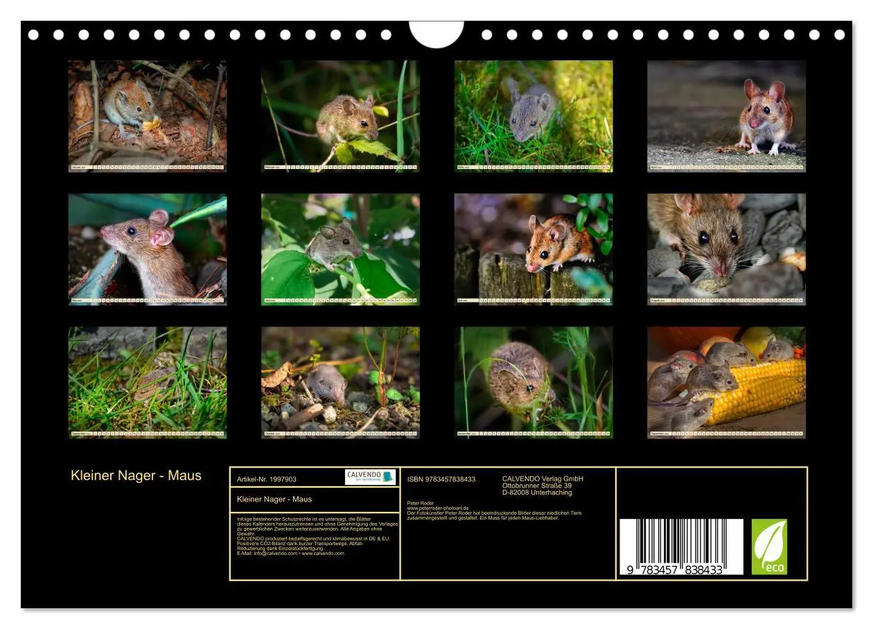 Bild: 9783457838433 | Kleiner Nager - Maus (Wandkalender 2026 DIN A4 quer), CALVENDO...