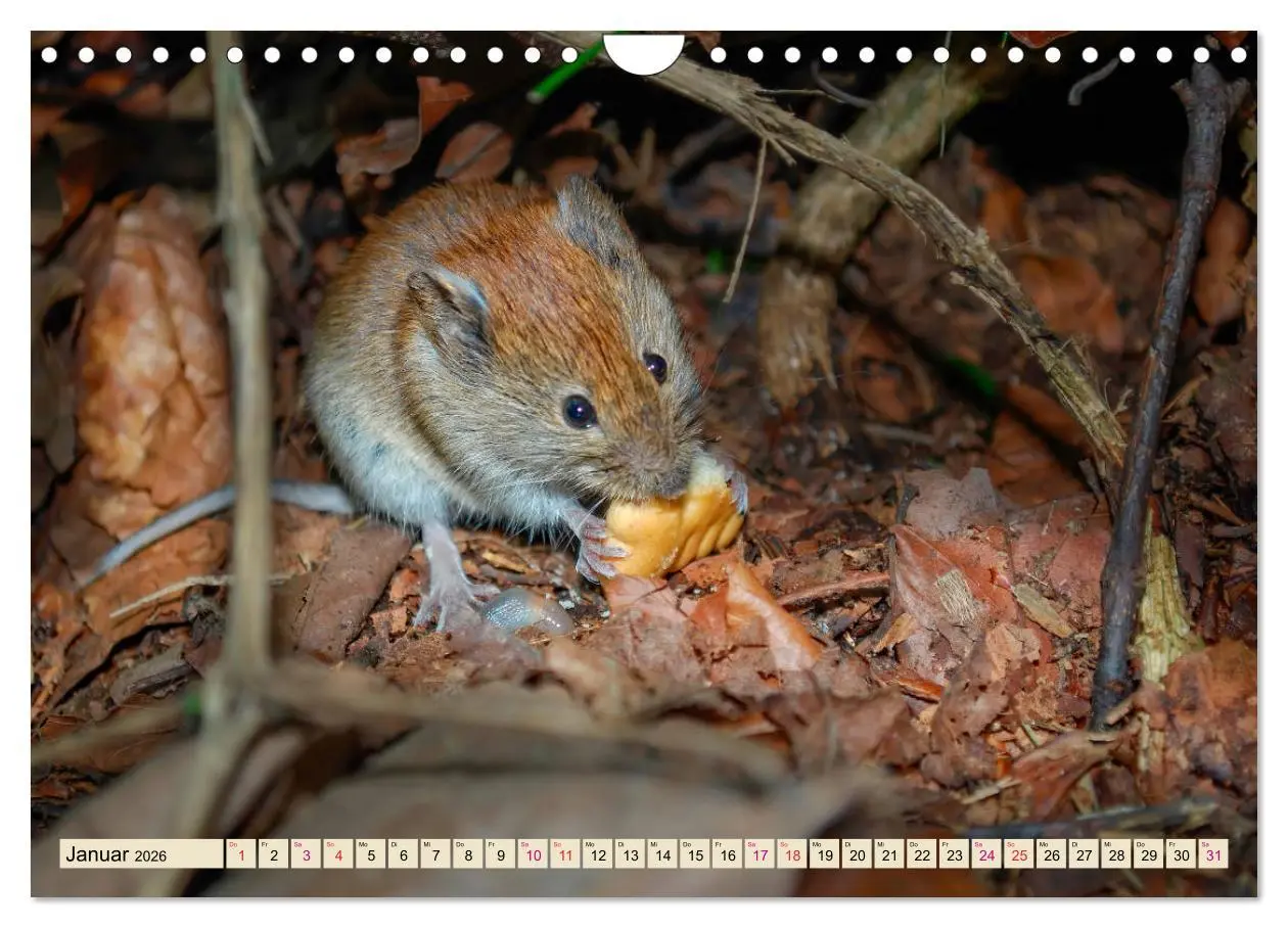 Bild: 9783457838433 | Kleiner Nager - Maus (Wandkalender 2026 DIN A4 quer), CALVENDO...