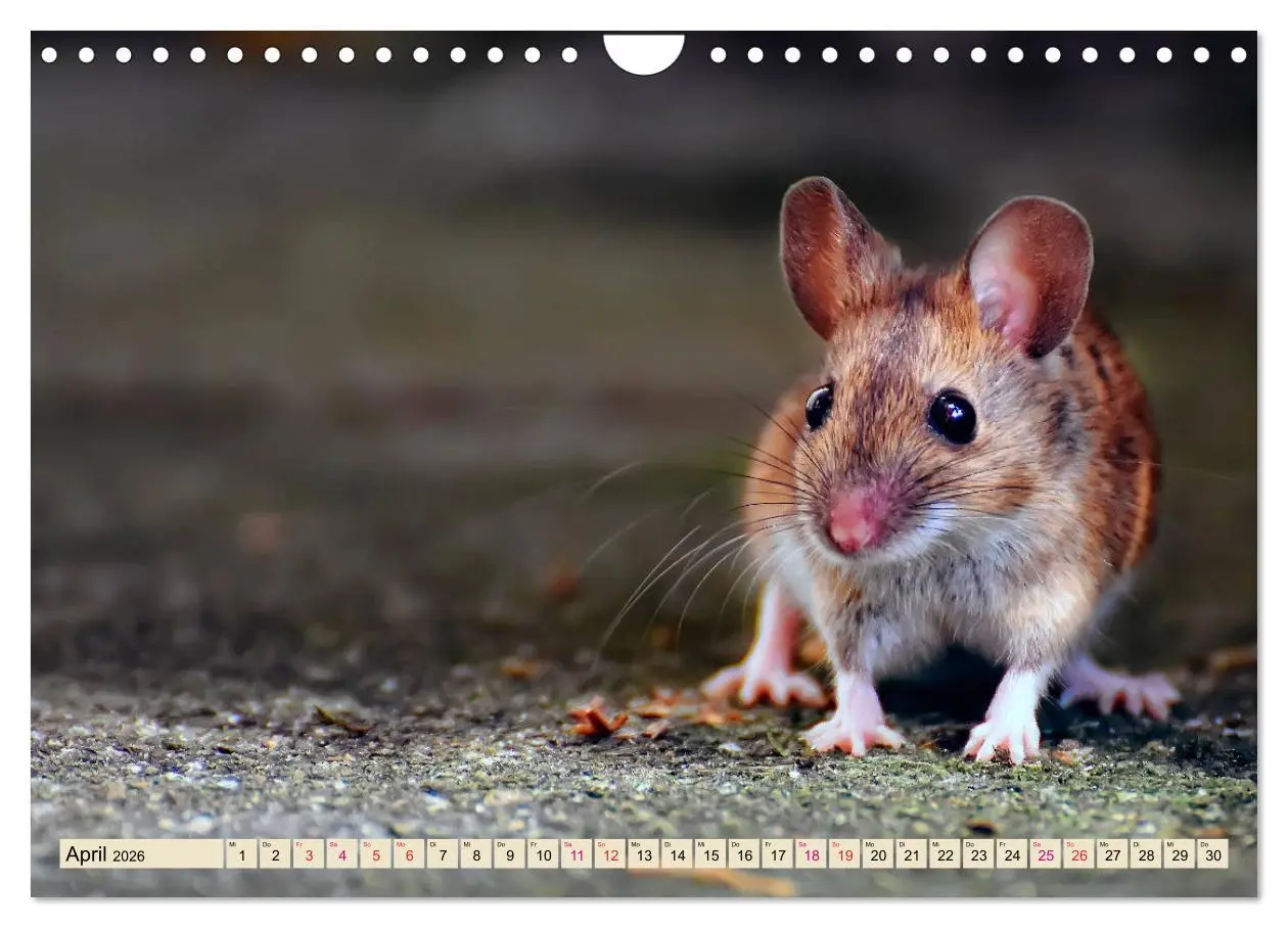 Bild: 9783457838433 | Kleiner Nager - Maus (Wandkalender 2026 DIN A4 quer), CALVENDO...