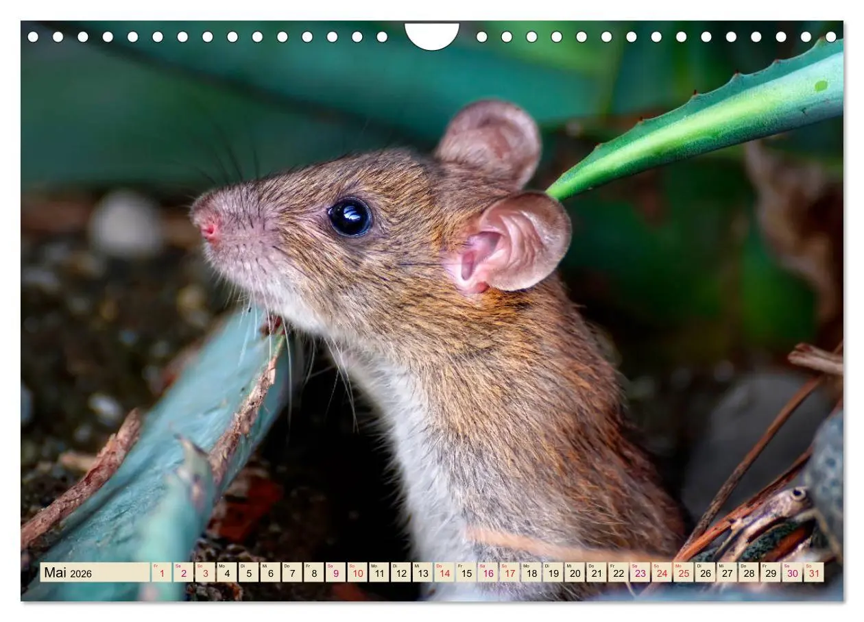Bild: 9783457838433 | Kleiner Nager - Maus (Wandkalender 2026 DIN A4 quer), CALVENDO...