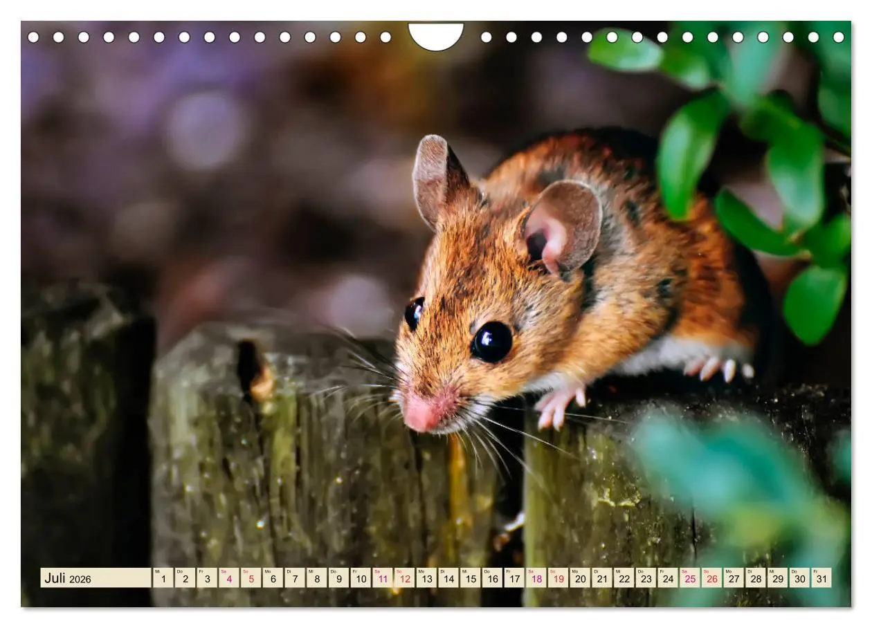 Bild: 9783457838433 | Kleiner Nager - Maus (Wandkalender 2026 DIN A4 quer), CALVENDO...