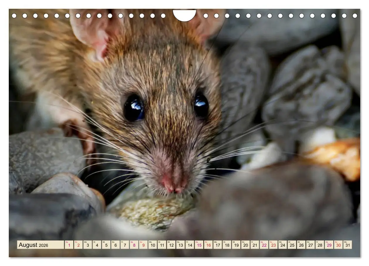 Bild: 9783457838433 | Kleiner Nager - Maus (Wandkalender 2026 DIN A4 quer), CALVENDO...