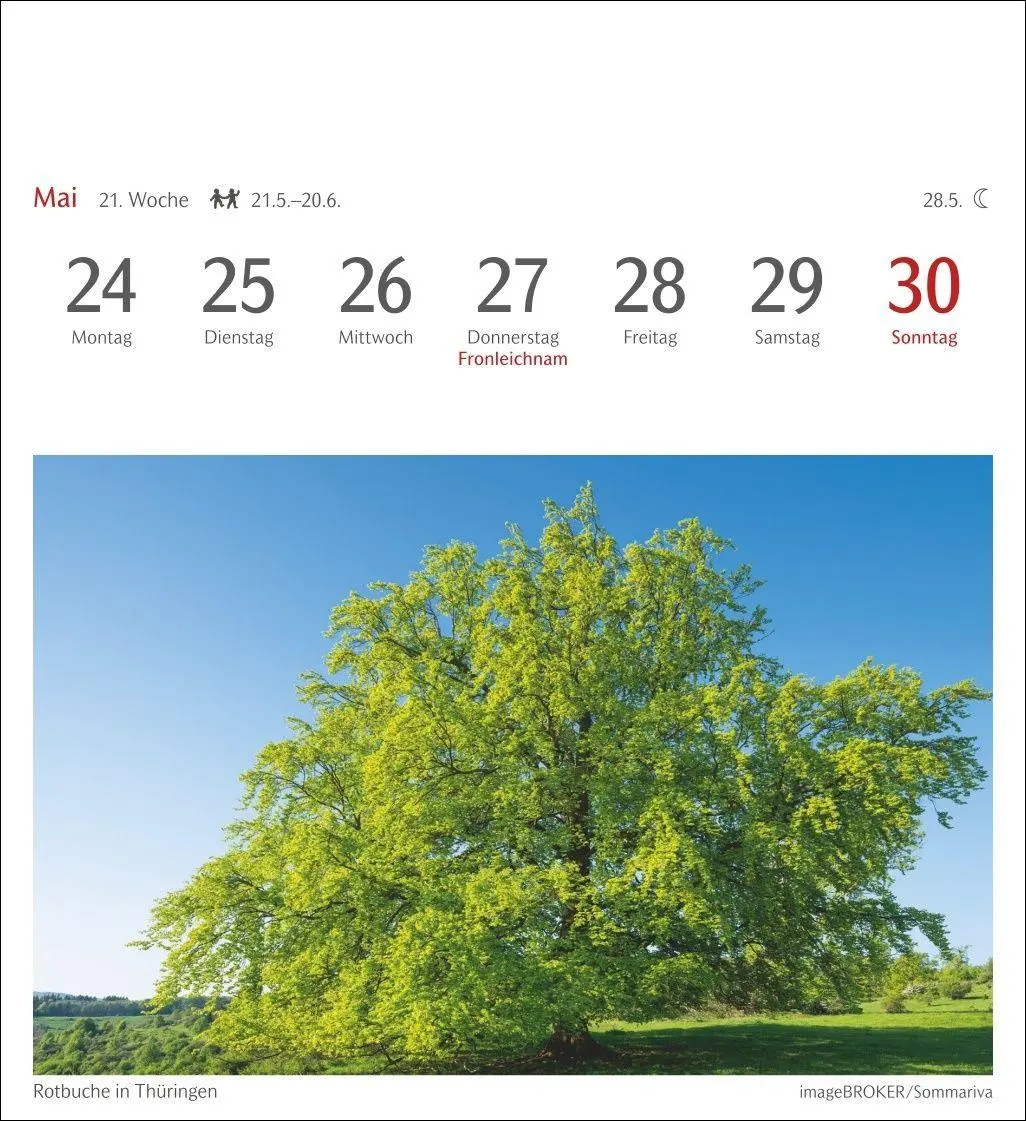 Bild: 9783840038433 | Bäume Postkartenkalender 2027 - Wochenkalender mit 53 Postkarten