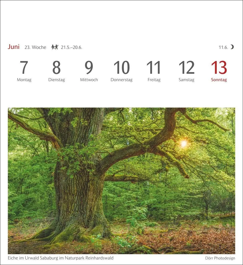 Bild: 9783840038433 | Bäume Postkartenkalender 2027 - Wochenkalender mit 53 Postkarten