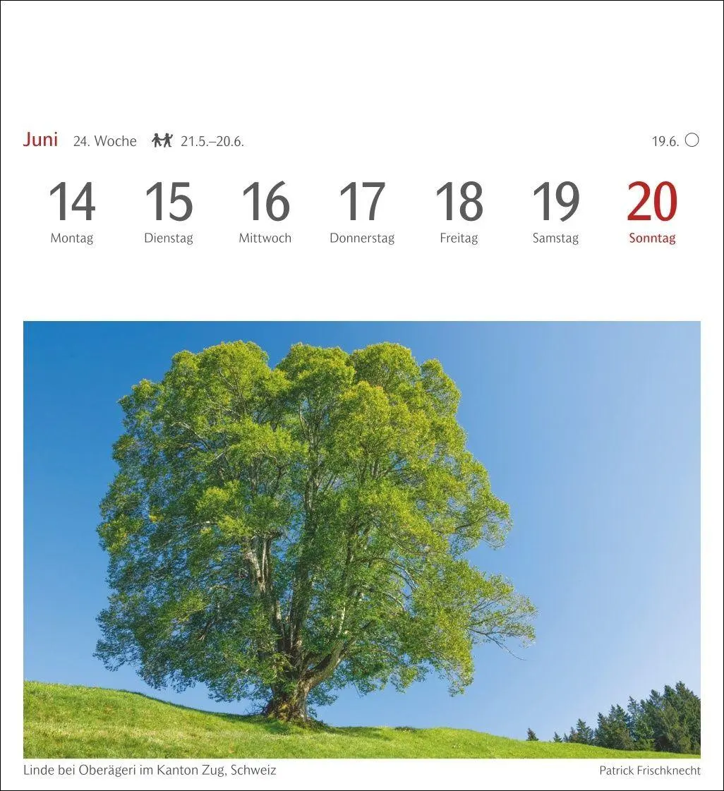 Bild: 9783840038433 | Bäume Postkartenkalender 2027 - Wochenkalender mit 53 Postkarten